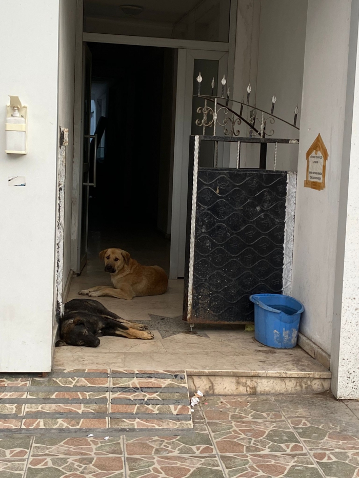 BAŞIBOŞ KÖPEKLER TEHLİKE SAÇIYOR!