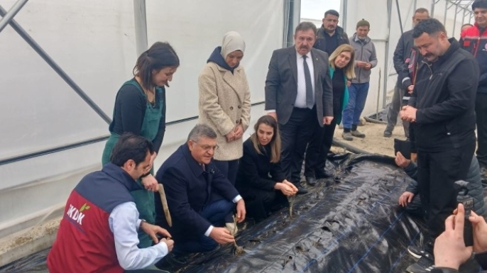 GERZE’DE GÜL SERASI PROJESİ HAYATA GEÇTİ: 240 BİN GÜL ÜRETİMİ HEDEFLENİYOR
