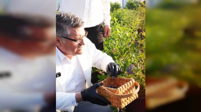 SİNOP'TA YABAN MERSİNİ ÜRETİMİNDE YENİ HEDEF: 50 DÖNÜM