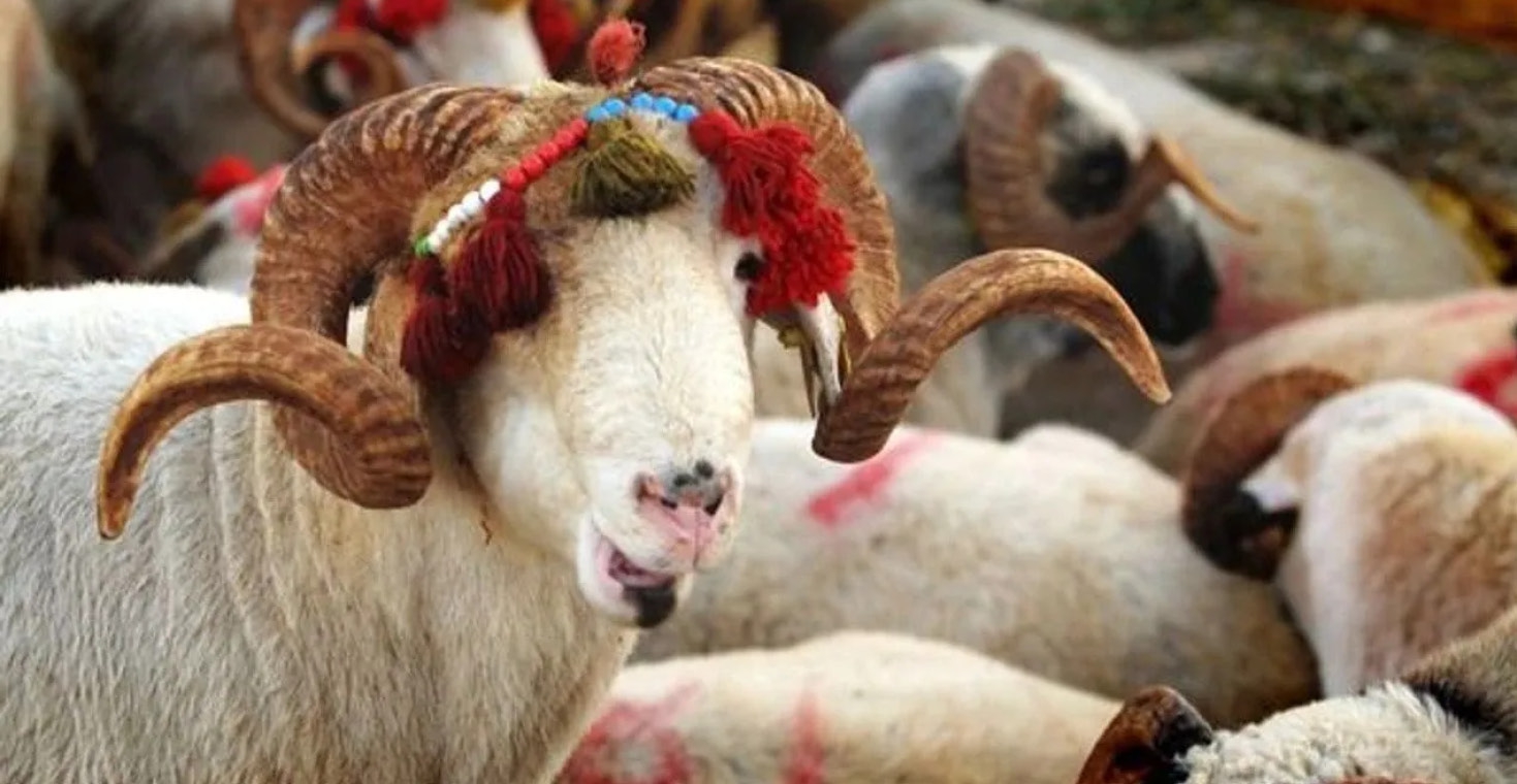 Türk Kızılayı Kurban vekalet Fiyatlarını açıkladı...